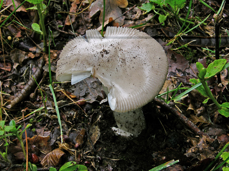 Risposte griglia 2 (marted� 29 maggio)